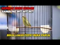 Download Lagu PANCINGAN PLECI NEMBAK BREN KENARI SAMBUNG WIT WIT WIT , BIKIN LAWAN EMOSI DAN BUKA PARUH