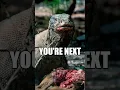 Download Lagu Komodo Dragons are VILLAINS