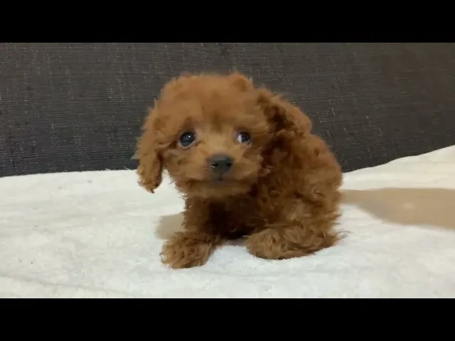 動画