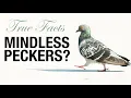 True Facts Pigeons Are Tricking You