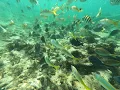 Aruba Snorkel Tour with Pelican Adventures