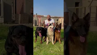                                                                دندنها
