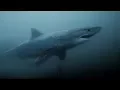 Download Lagu GoPro Awards: Great White Shark Encounter