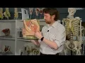 Anal canal faecal continence anatomy