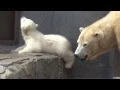 Download Lagu A polar bear cub roars by the mother Lara, at Sapporo Maruyama Zoo, Japan