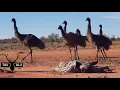 How to Get Wild Emus to be your friend |Tru Blu Hunting | Wilcannia NSW