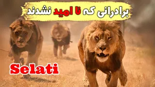 سرگذشت اتحادی که برادران ماپوگو را شکست داد   داستان شیرهای        دندنها