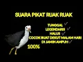 Download Lagu Suara pikat ruak-ruak TUNGGAL AND LEGEND dijamin ampuh buat nyuluh malam