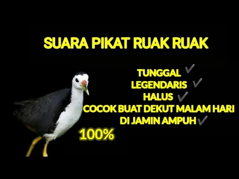 Download MP3 Suara pikat ruak-ruak TUNGGAL AND LEGEND dijamin ampuh buat nyuluh malam