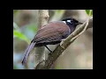 Download Lagu  Burung sariawan tertawa
