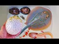 Download Lagu Tangkap ikan buntal dan kelomang, siput, keong, belut, kepiting, ikan pari, ikan nemo, axolotl