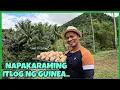 Download Lagu Productive DAY! MAY PANG 14 NA KAMBING ANG NADAGDAG+SOBRA SOBRANG ITLOG NG GUINEA 