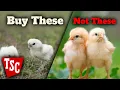 What Chickens Should You Buy From Tractor Supply
