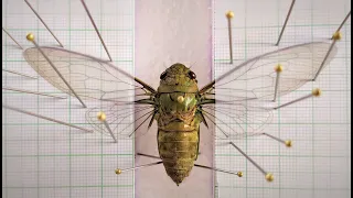 How to Pin a Cicada