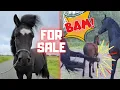 For Sale… Stealing Pellets! Mud Run for Brave Men! Be Careful | Friesian Horses