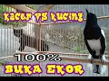 Lagu 100% BUKA EKOR SETELAH LIHAT KUCING//MASTERAN KACER DENGAN SUARA KUCING