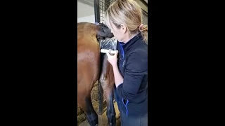 breeding demonstration