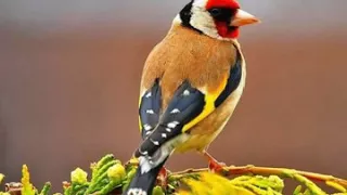 جايبلي سلام عصفور الجناين فيروز 