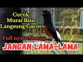 Download Lagu PASTI NGAMUK‼️ Pacingan murai batu agar cepat bunyi, SEKALI PUTAR MURAI BATU APAPUN LANGSUNG BUNYI