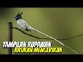 Download Lagu BURUNG TALI POCONG ATAU SRIWANG ASIA, ASEAN PARADISE FLICATCHER