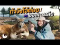Download Lagu 24 ชมแรก ออสเตรเลีย ดินแดนสัตว์ประหลาด!?  | เกาะฟิลลิป