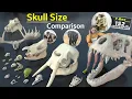 Skull Size Comparison Animal Skull Monster Skull Birds Skull Fictional Skull Data ball