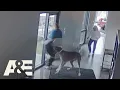 Download Lagu Great Dane Fights Off Intruder During Home Robbery | An Animal Saved My Life | A\u0026E