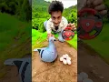 Download Lagu Remote Control Birds Pigeon deko😳