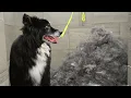 Extreme transformation on a senior Border Collie