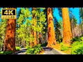 Sequoia to Los Angeles Road Trip California Scenic Drive in 4K