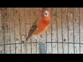 Download Lagu BURUNG SILANGAN LANGKA BURUNG RED SISKIN SILANGAN KENARI SEPERTI INI SUARANYA