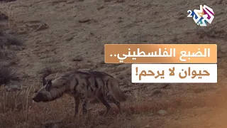 وثائقي   مفترس صامت وشرير   الضبع الفلسطيني لا يعرف الرحمة حتى مع الطعام    شاهد القصة كاملة دندنها