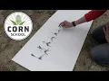 Corn School Looking at root development from planting to emergence
