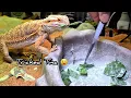 Does your Bearded Dragon EAT VEGETABLES How to get Beardy to EAT COLLARD GREENS