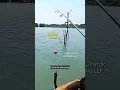 Download Lagu Ngeriih..!! Nempel patok langsung lep disambar kakap #mancing #kakapputih #barramundi