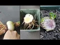 Dividing Amaryllis Hippeastrum Offsets Bulblets | Trimming Thick Basal Plate to Get More Small Bulbs