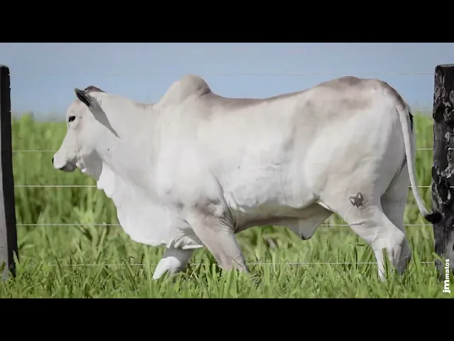 Novilha Nelore MMAR - 4867