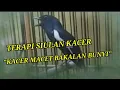 Download Lagu SIULAN KACER TERAPI GEMERICIK AIR ATASI MACET BUNYI