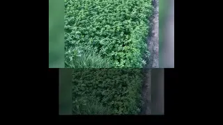 اغنية الحب نعمة وكل نعمة دندنها