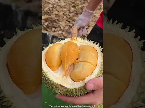 Facts About Durian Fruit 😱 || Mr. Sujay #mrsujay #facts