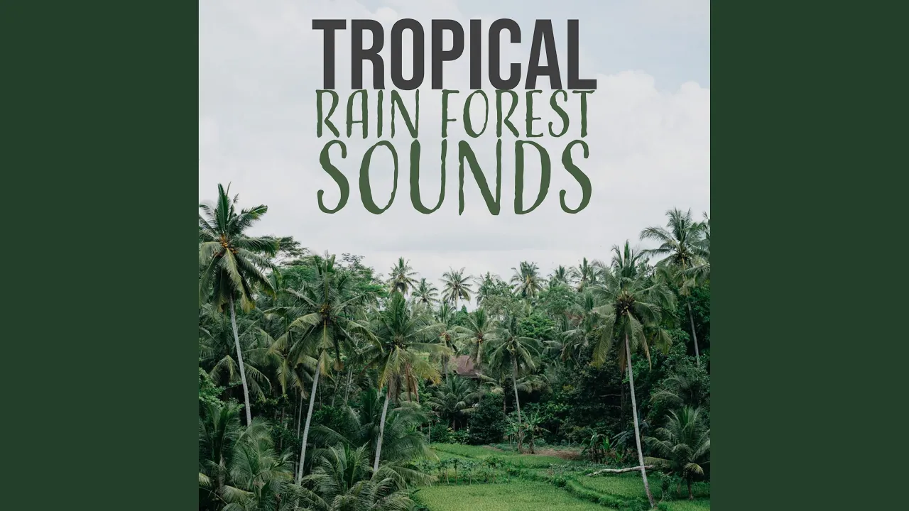 Rainforest Journey With Tropical Brids Rainforest Journey With Tropical Brids