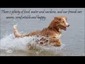 Crossing the Rainbow Bridge - All dogs truly DO go to heaven
