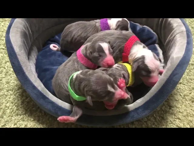 動画