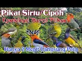 Download Lagu Suara Pikat Sirtu/Cipoh Kombinasi Suara Burcil Sogon, Kemade, Prenjak