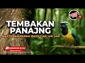 Download Lagu 🔴Cucak Cungkok Super Gacor Tembakan Kasar Tajam Panjang Panjang Cocok Untuk Burung Tipe Pukul