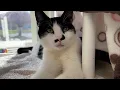 InSight OnSite Oregon Humane - Transforming Compassion Into Action