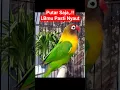 Download Lagu Putar Saja,. Semua Lovebird Pasti Nyaut