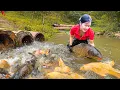 Download Lagu Harvesting Lot Of Giant Fish In The Stream To Sell At Market, Mulberry Picking | Elsa Daily Life