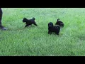 Cockapoo Puppies For Sale