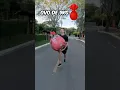 Download Lagu OVO DE PÁSCOA DO ENALDINHO! #shorts